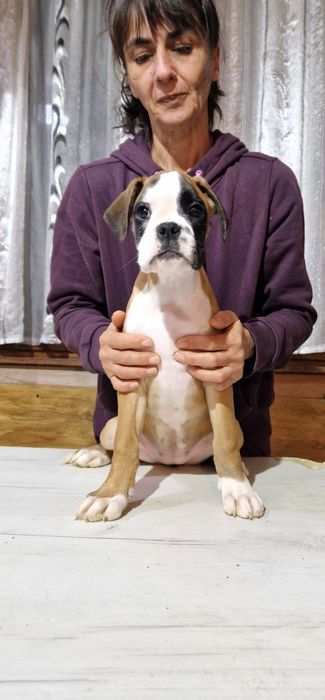 Продават се Немски Боксер