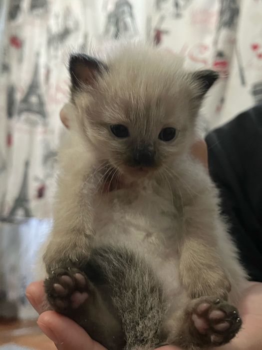 Котята Рэгдолл ШЫМКЕНТ