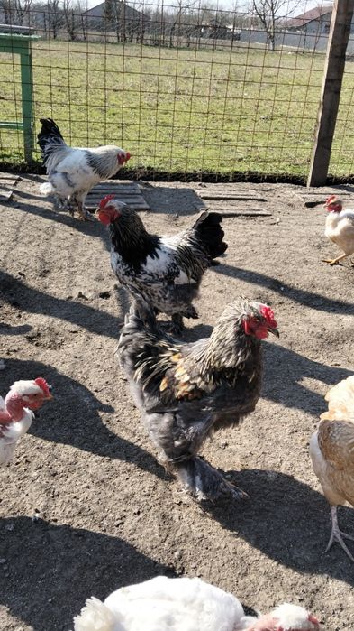 Vând cocoși de țară