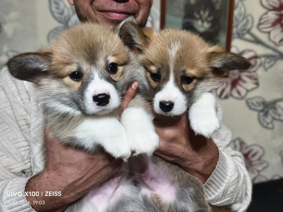 Очаровательные щенки вельш корги пемброк.