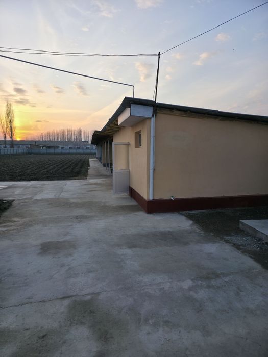 Zafarga uch kilometr Dalvarzin birinchi savxozda uchaska sotiladi.