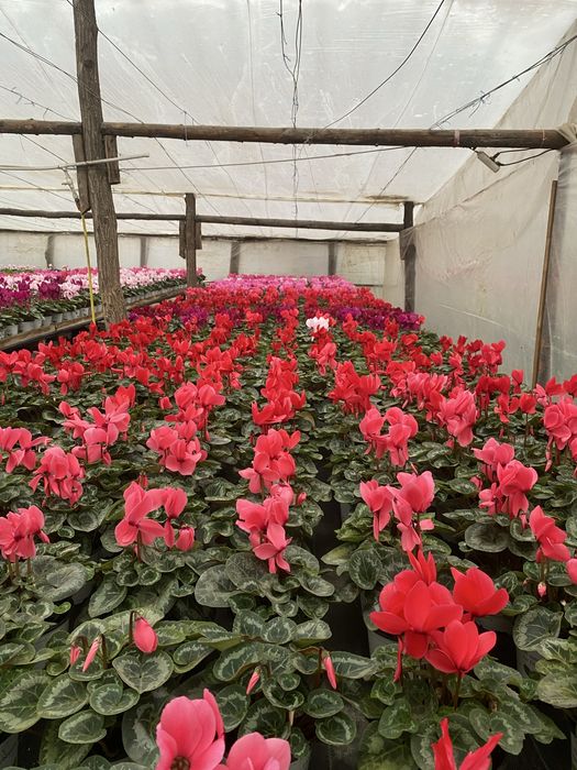 Vand ciclamen 15 lei