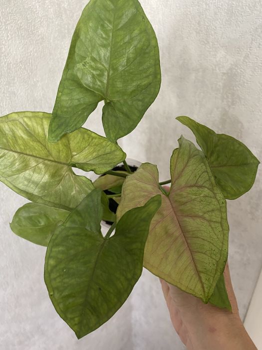 Сортовые сингониумы