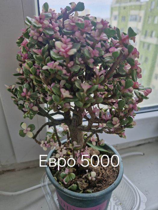 Уй гұлдері арзан багада