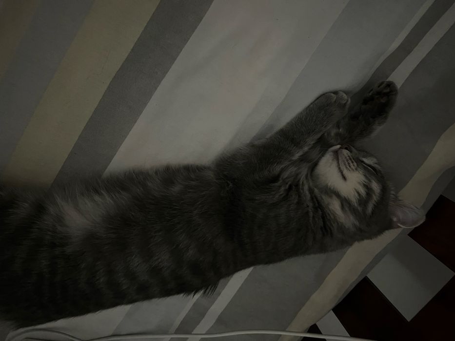 Отдается кошка в добрые руки