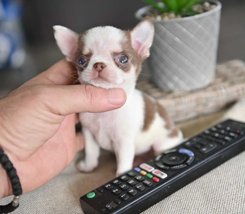 Мъжко миниатюрно чихуахуа бяло шоколадово