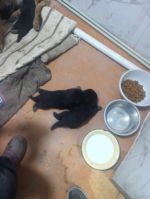 Продам Щенков немецкой овчарки