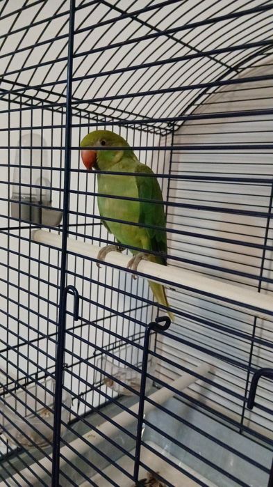 Papagal Micul Alexander