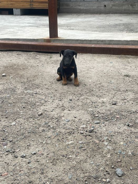 Ягтерьер продается