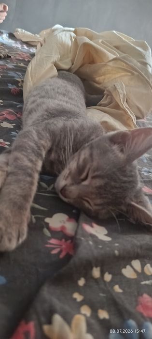 Пропал котенок!!