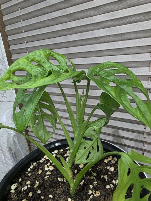 Monster adansonii mashka guli