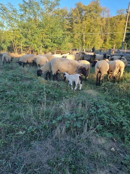 Vand  oi suffolk   Gestante