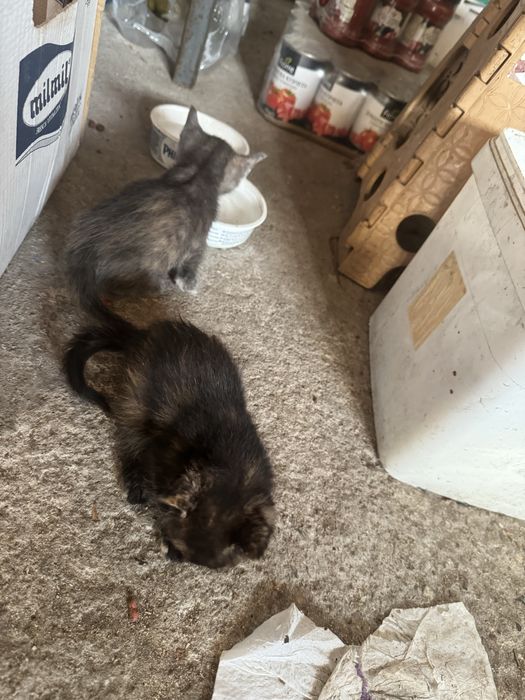 Подарявам котенца