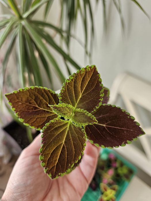 Цветы колеус от 500 тг