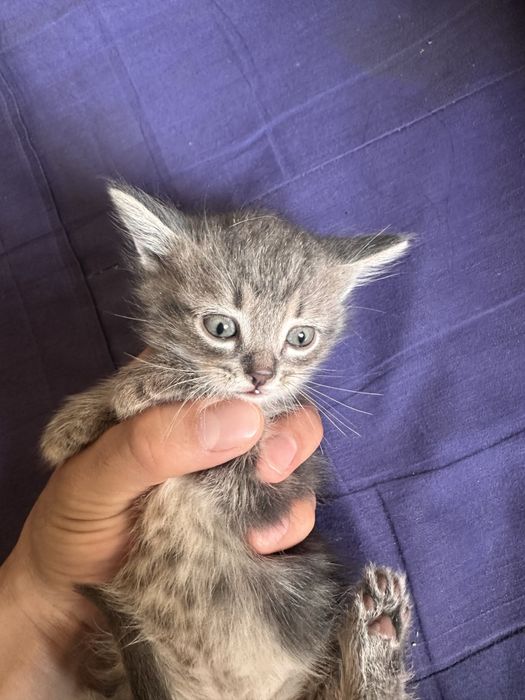 Отдам котят в добрые руки (они меня достали)