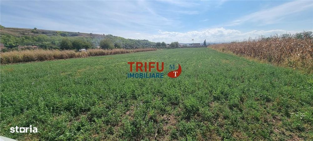 Teren intravilan 4356 mp de vanzare in Teleac langa terenul de golf