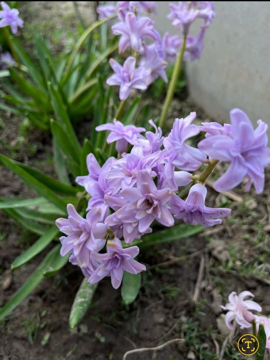 Продам луковицы гиацинтов на посадку