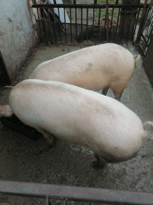 Спешно Продавам прасета за клане