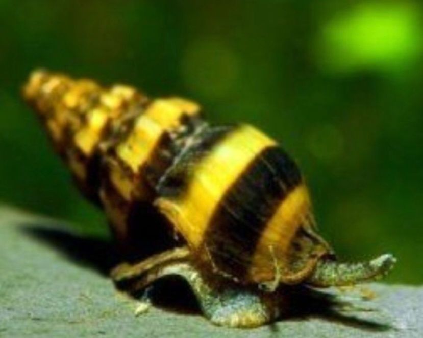 Asasini melci. Omora melcii comunitari