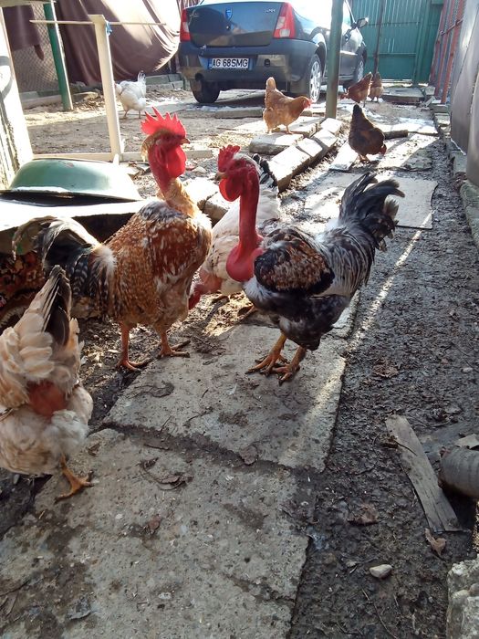 Cocos brahma de anul trecut SI un cocos golas tot de anul trecut