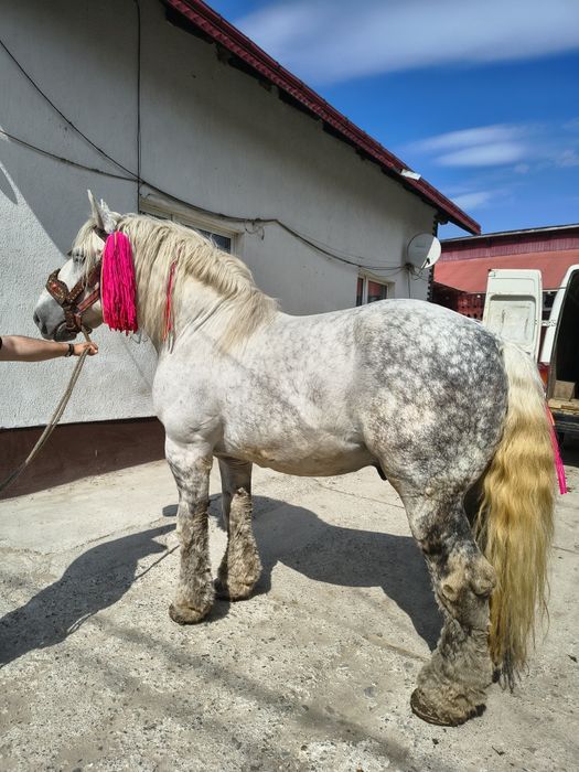 Vând harmasar de 8 ani foarte cuminte lucrat la pădure