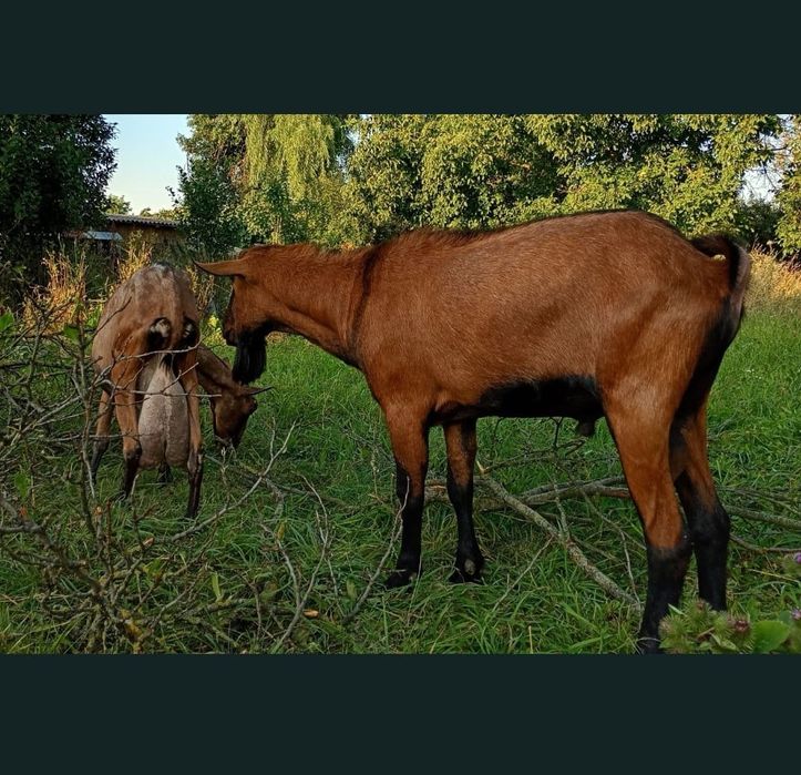 Monta Tap Alpin Rasa Pură