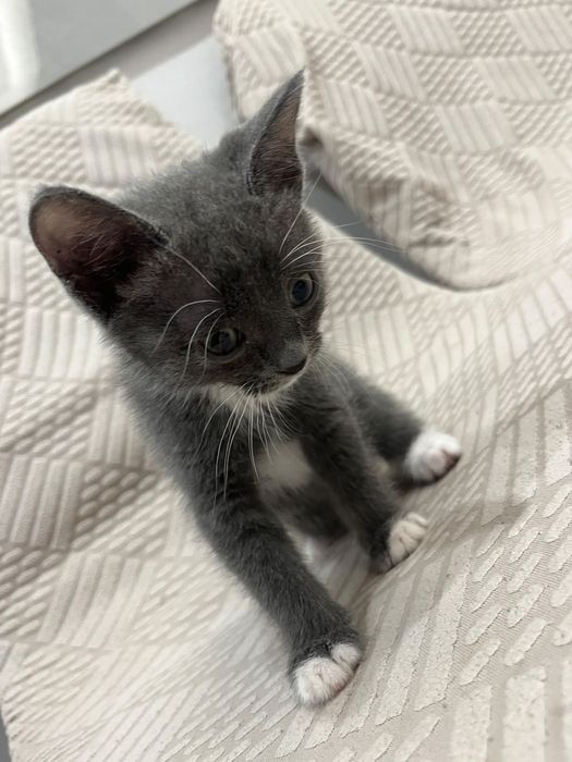 Отдаем котенка в добрые руки