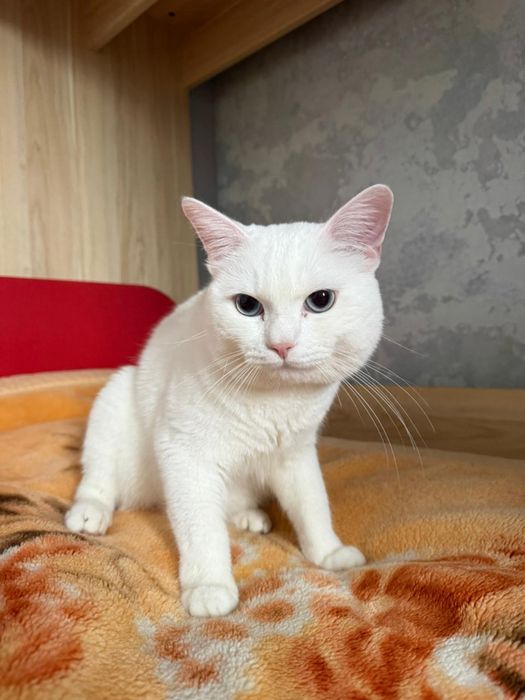 Отдам кота (британец)