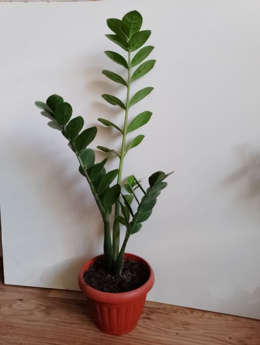 Замиокулькас долларовое дерево комнатные цветы