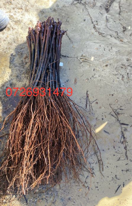 Butasi vita de vie altoita anul 2