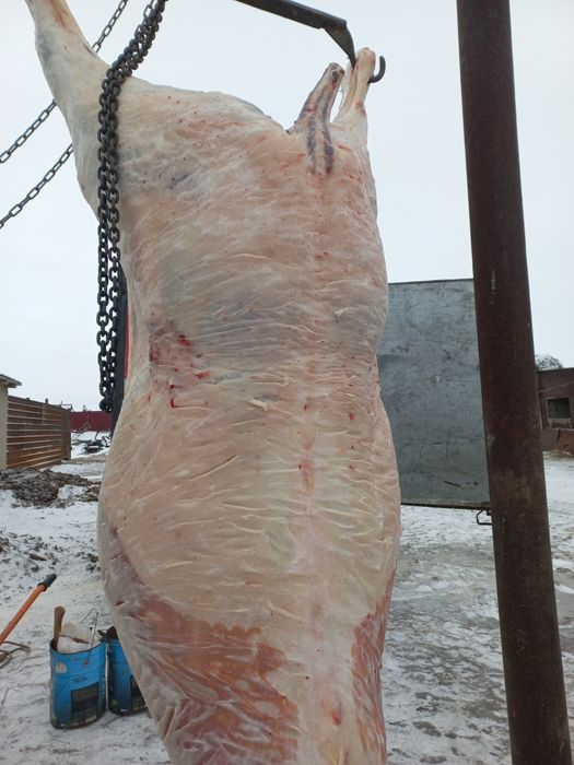 Соғымға Байталдар  Құнандар Дөнендер  Сатылады