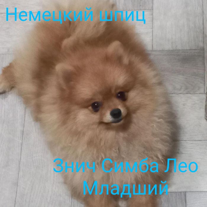 Щенок немецкого шпица