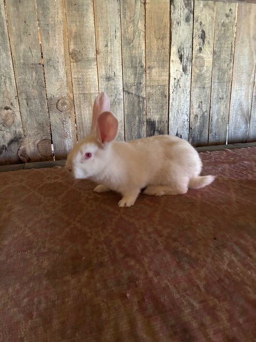 Iepurii hycole Francez!