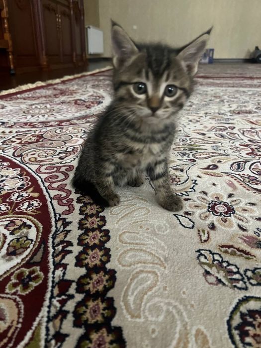 Отдадим даром домашних котят, мальчики и девочки …………………………………………………..