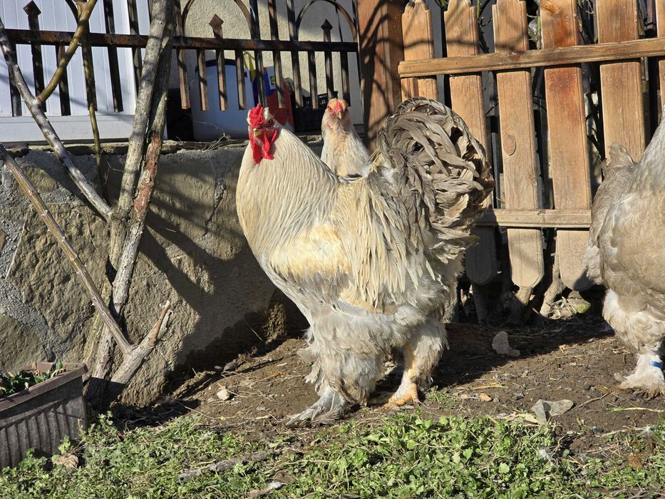 Продавам разплодни яйца от Брама Изабела [Brahma Isabella]