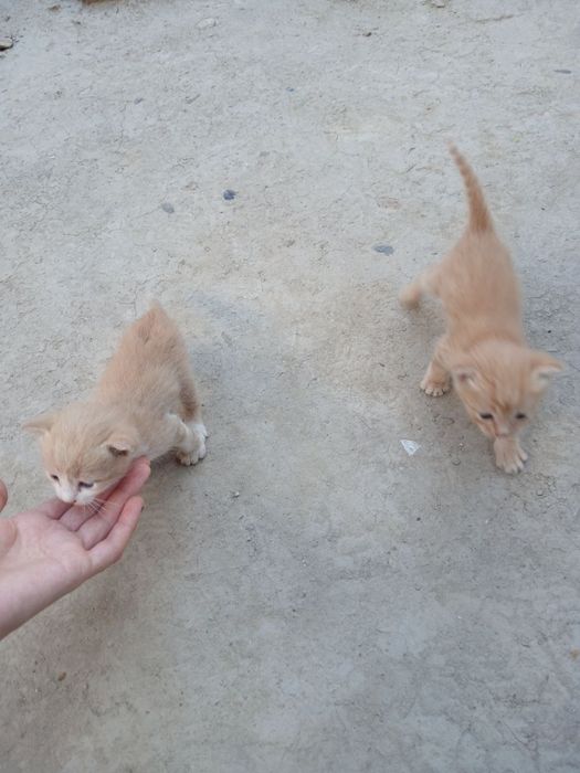 Котята милые маленькие