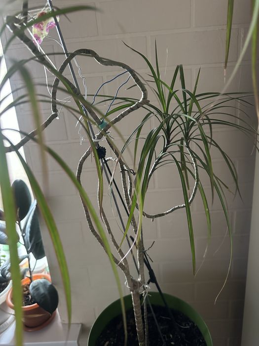 Цветы комнатные