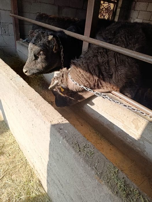 Продается бычки.   .