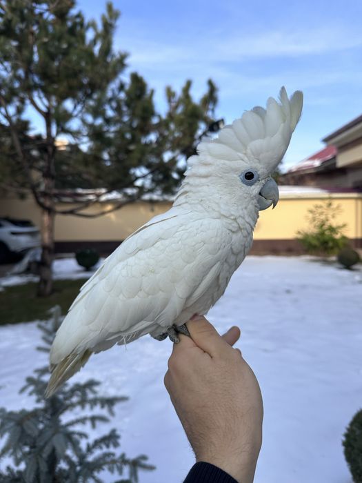 Саламонский Какаду сотилади ручной 4 ойли донга тушкан.
