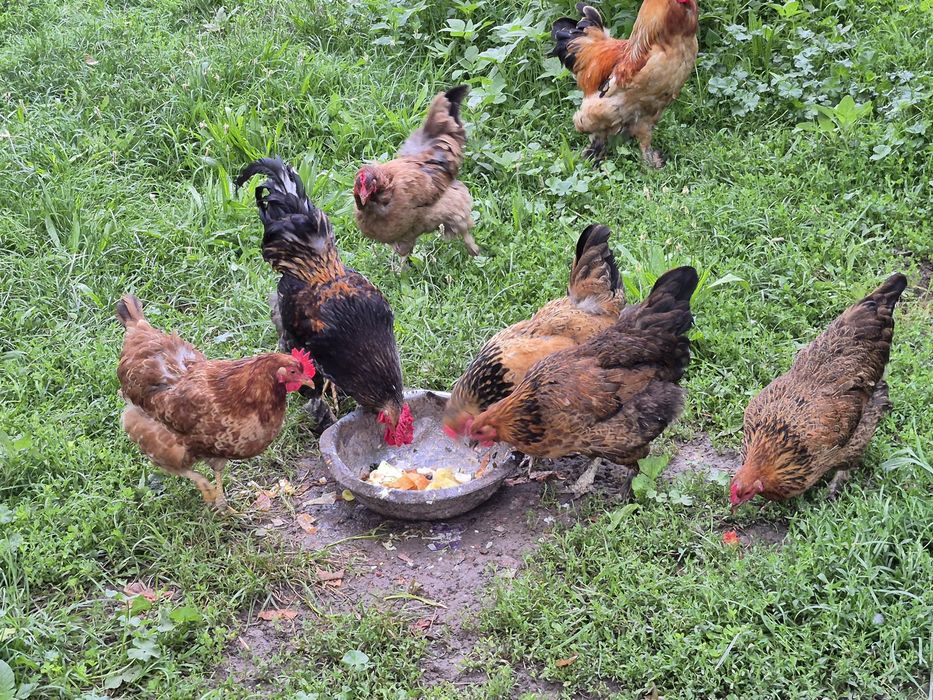 Продам домашные курей