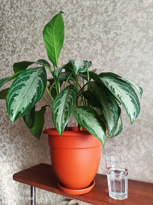 Аглаонема Сильвер бей