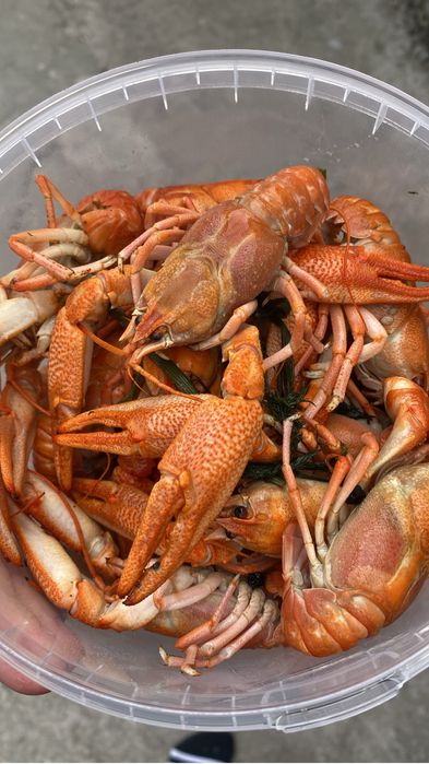 Вареные раки оптом и в розницу