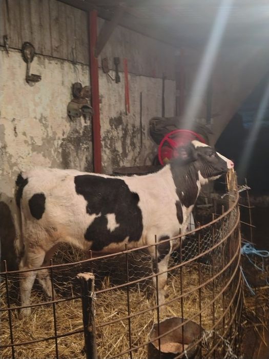 de vânzare mascul 4 luni