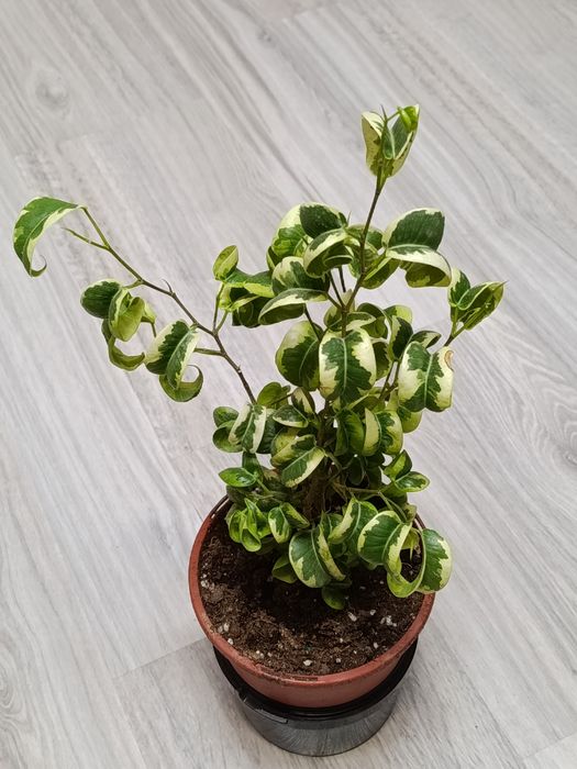 В продаже фикусы