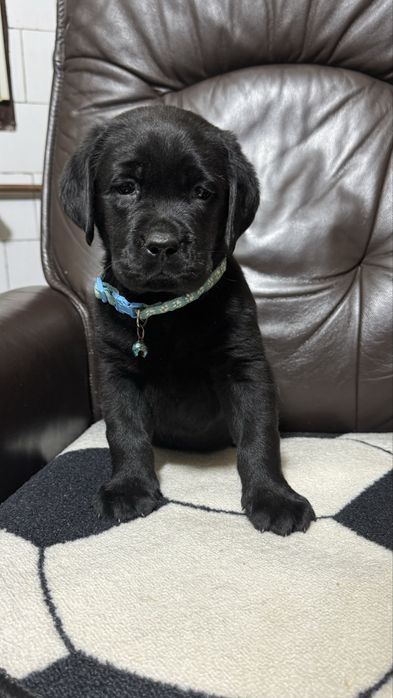 Pui Labrador Retriever