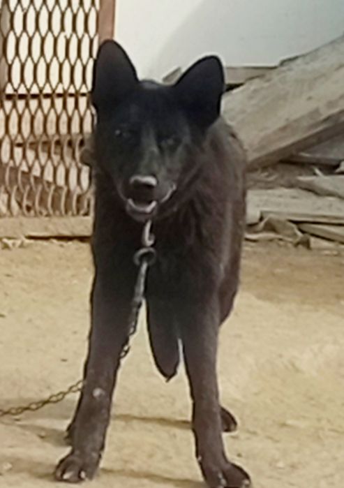 Немецкая овчарка