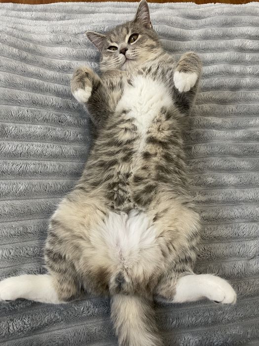 Отдам кота в хорошие руки