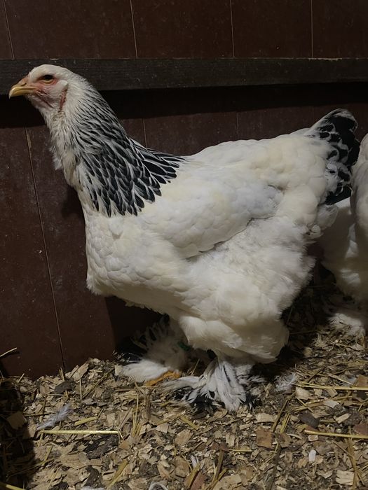 Familie Brahma HD 3+1