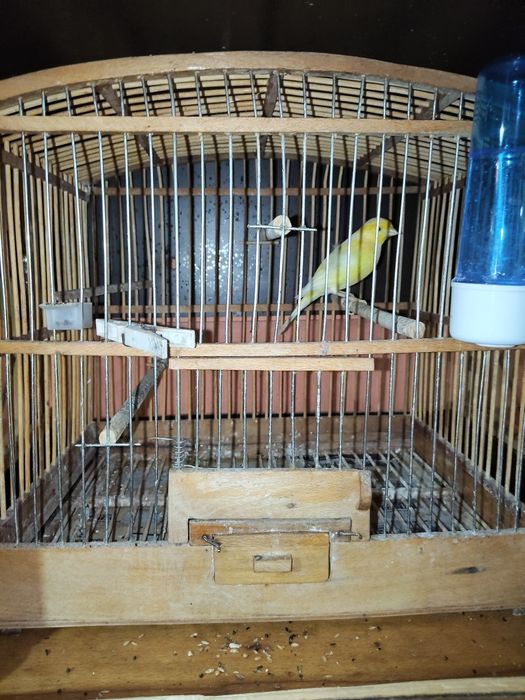 Продавам женски канар Малиноа.