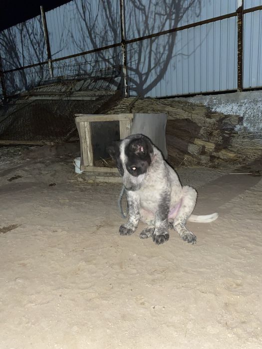 Алабай кушик 3 айлык